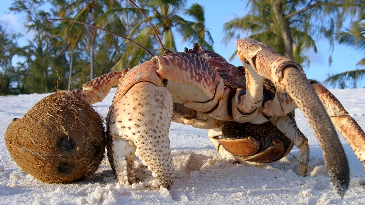 Coconut crabs are native to the Indo-Pacific. In Australia, locals call these terrestrial crustaceans 'robber crabs' due to their penchant for ‘stealing’ things.