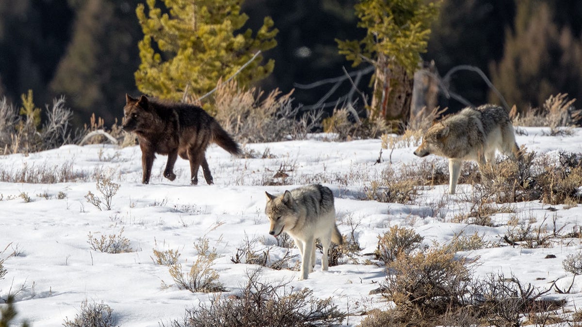Grey Wolf pack coming over hilltop through snow in Yellowstone National Park
