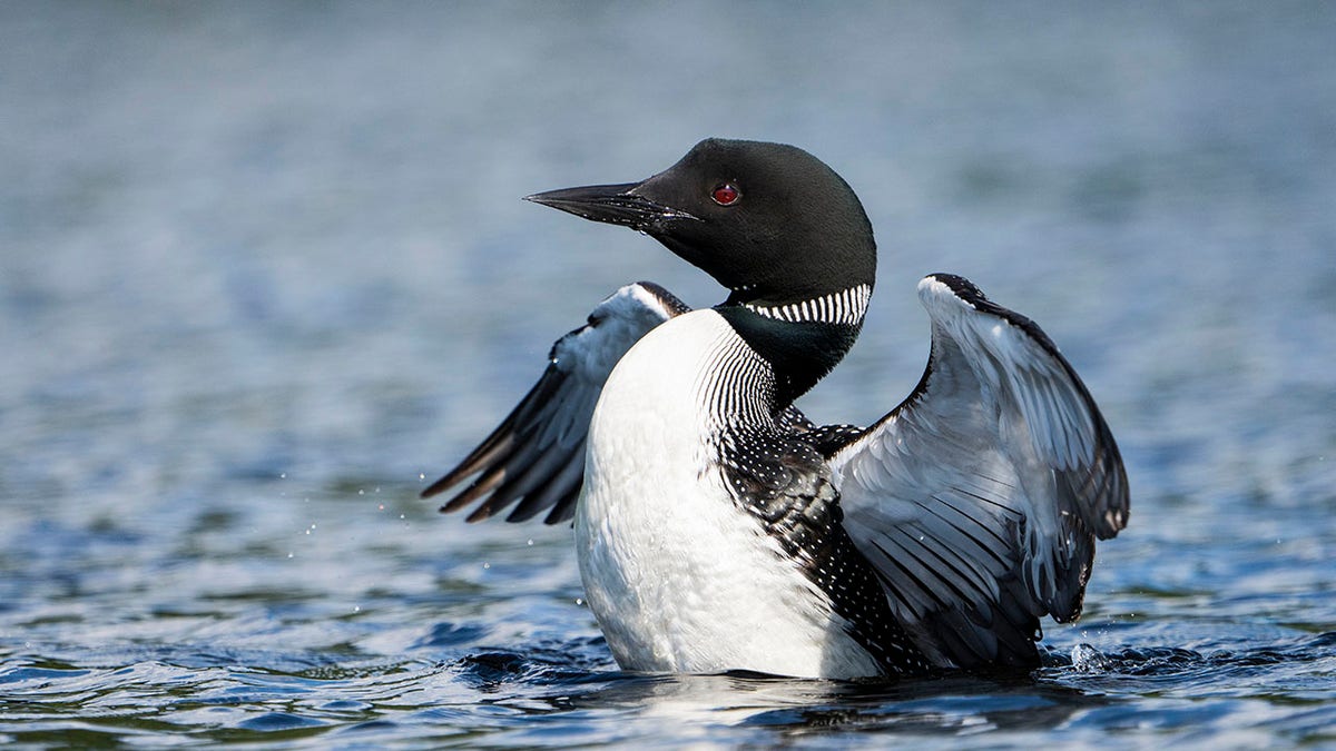 Common Loon at the surface of a lake.