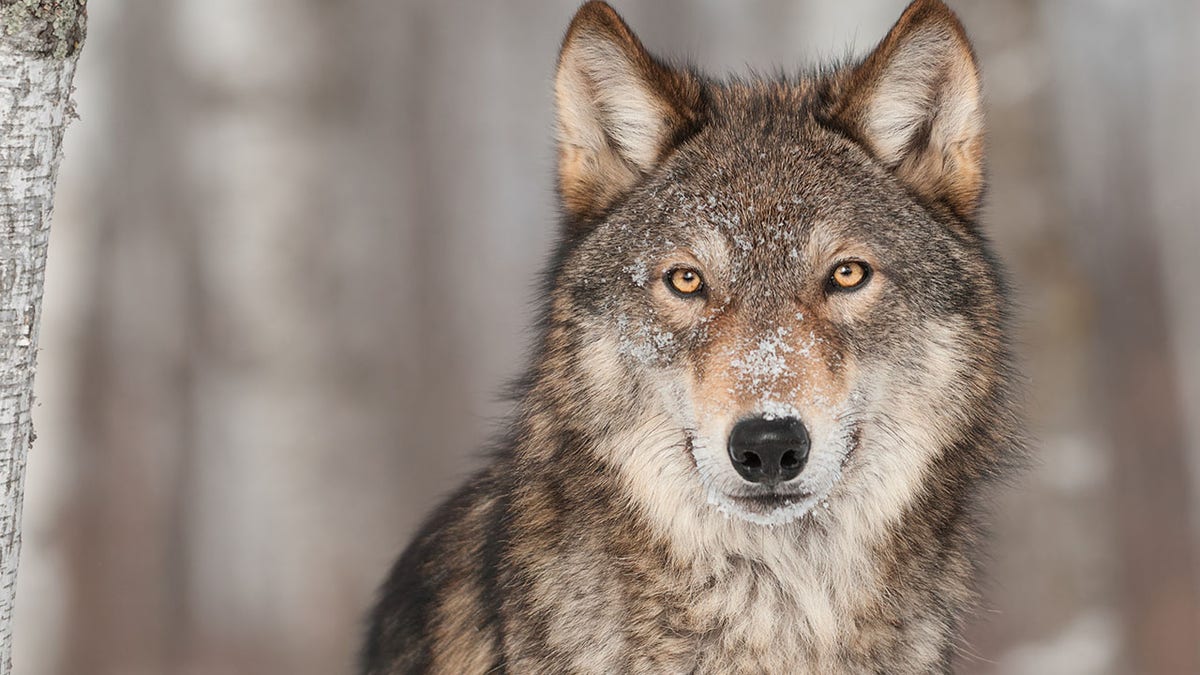 Grey Wolf (Canis lupus) Portrait