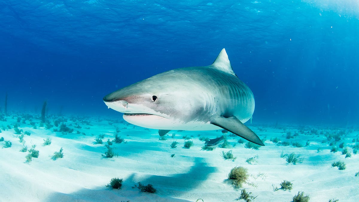 Tiger Shark