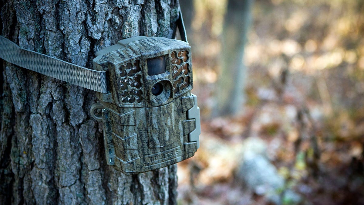 Camera to monitor deer in hunting woods