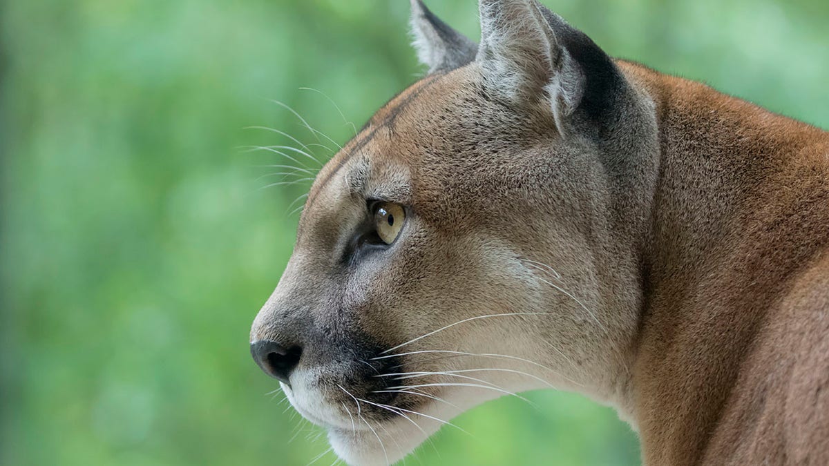 Cougar / Mountain Lion watching prey