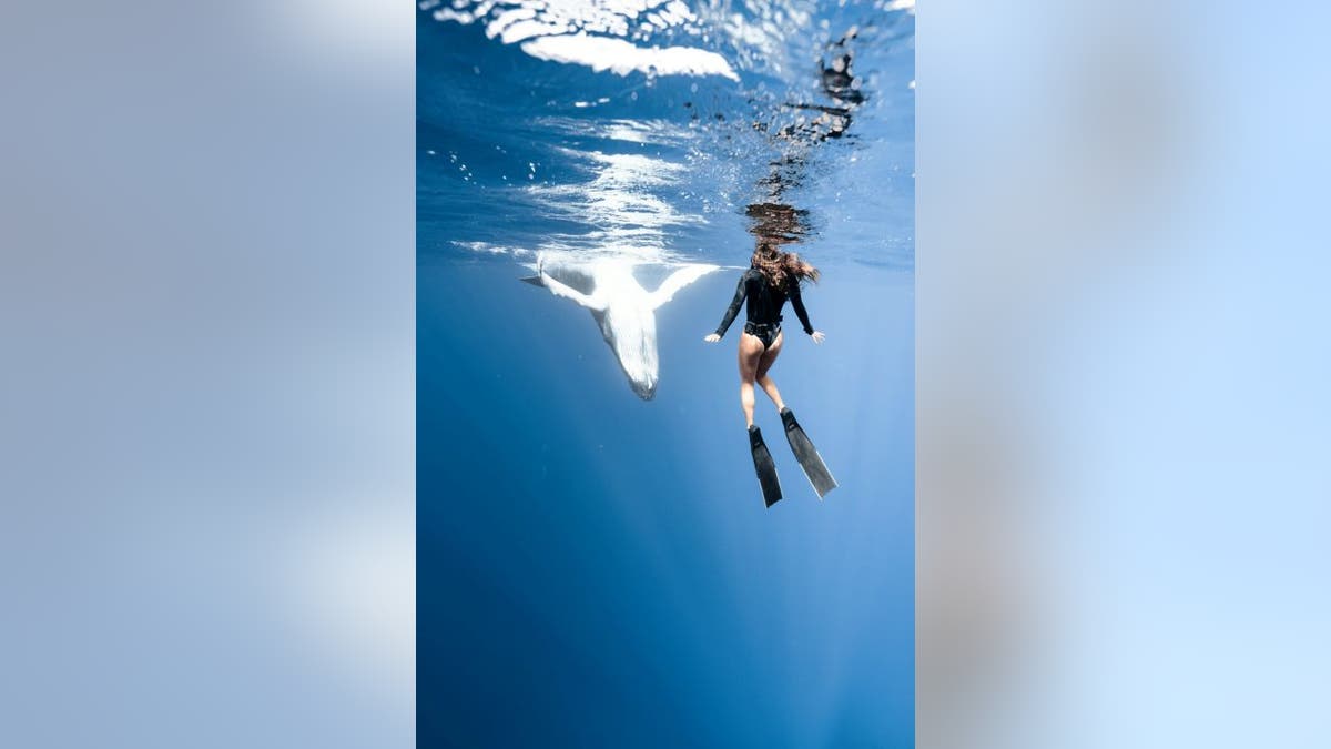 Free diver Yanna Xian, 24, traveled to Tahiti with her boyfriend Mitch Brown, 27, in September 2021, where the pair decided to take a whale-watching tour. The tour, which took place in Moorea, allowed them and other passenger to get in the water with the whales.