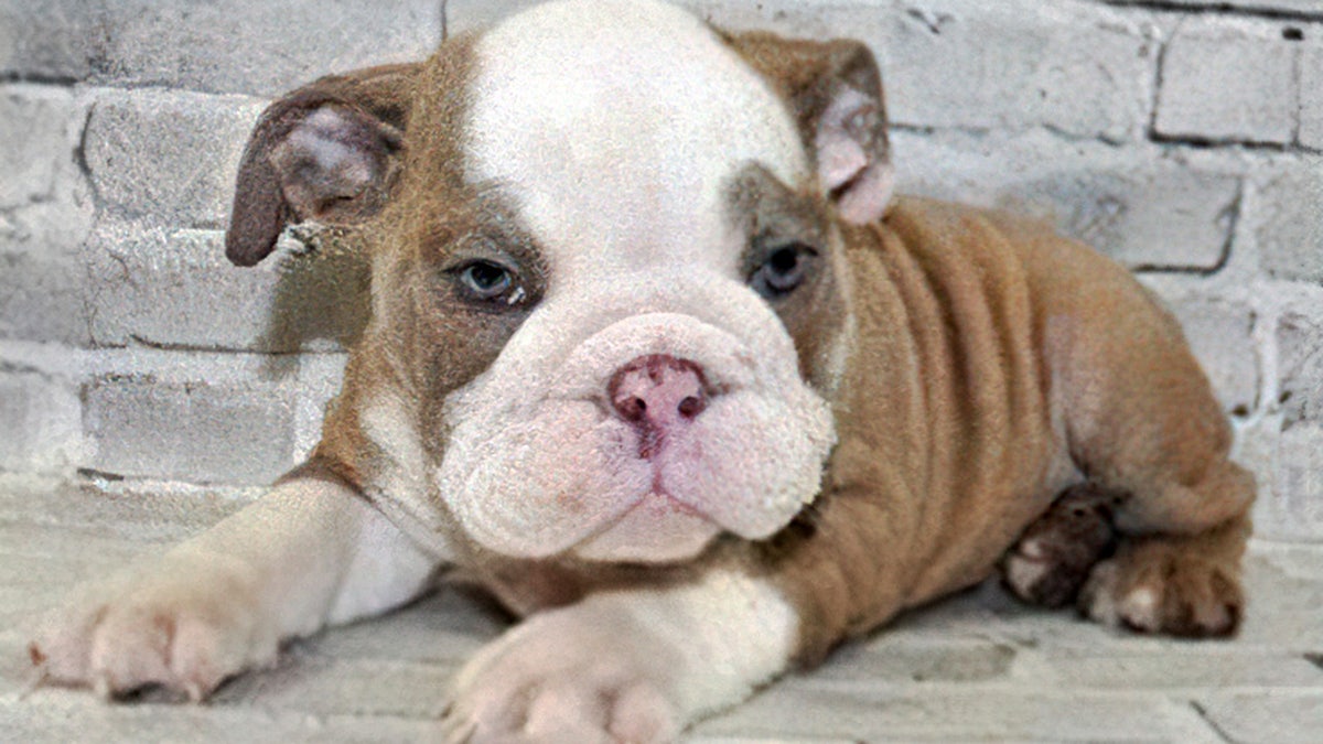 English bulldog puppy that was stolen from an Orlando, Florida, pet store.