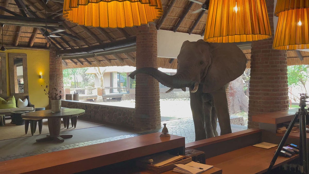 zimbabwe elephant in hotel lobby