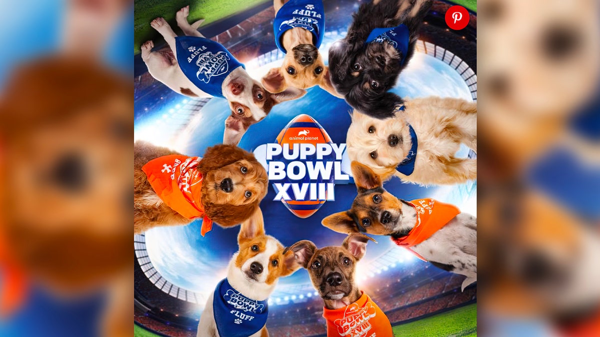 The 18th annual Puppy Bowl will air on Sunday, Feb. 13.