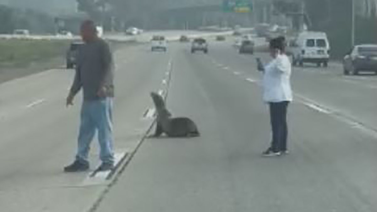 A sea lion that wandered into the middle of a freeway near San Diego on Friday was helped by good Samaritans who stopped and helped the animal cross the busy roadway.