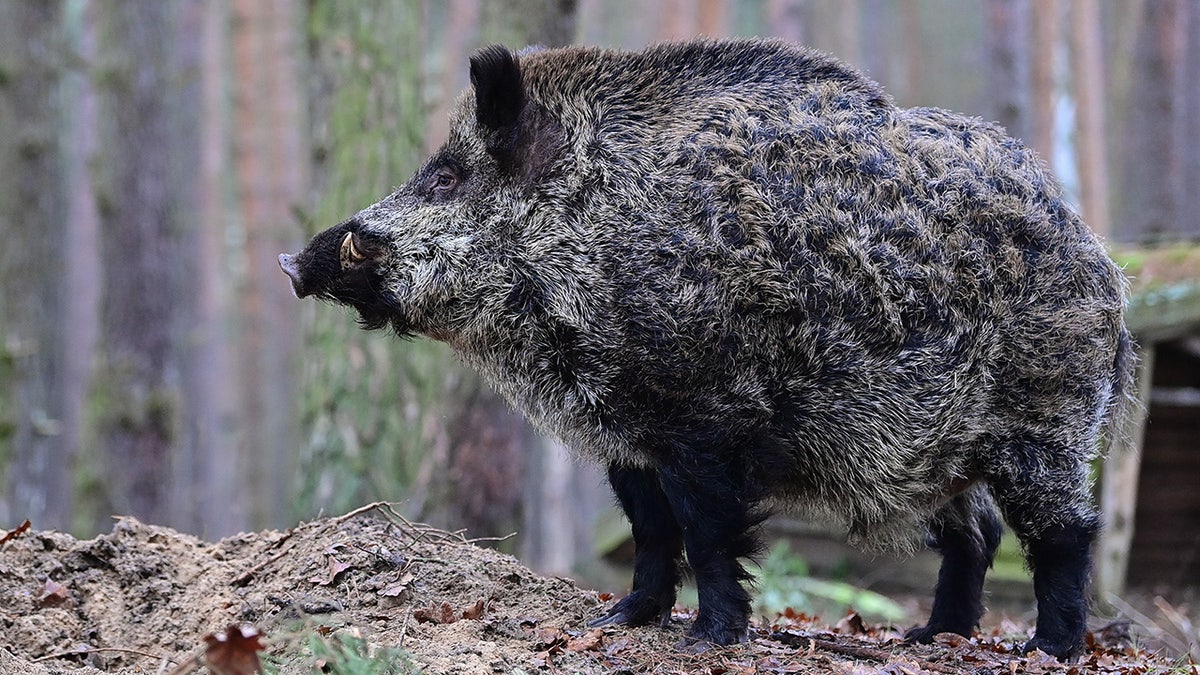 A boar in an enclosure in the Schorfheide Game Park in Germany