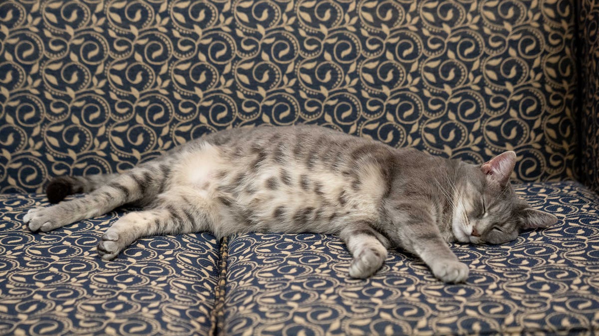 Willow, the Biden family’s new pet cat, takes a nap in the White House. 