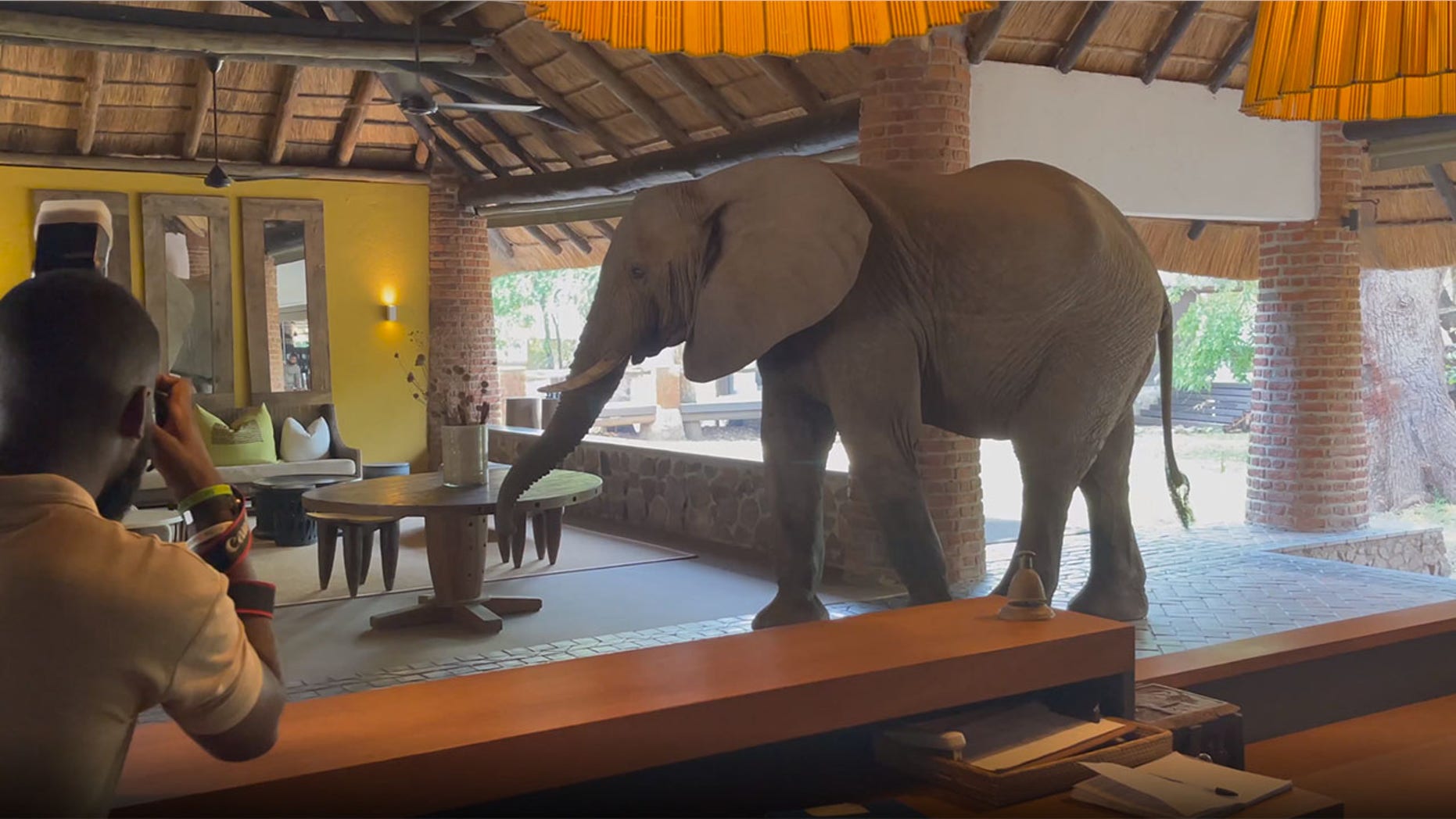 Gajah masuk lobi Mfuwe Lodge Zambia.