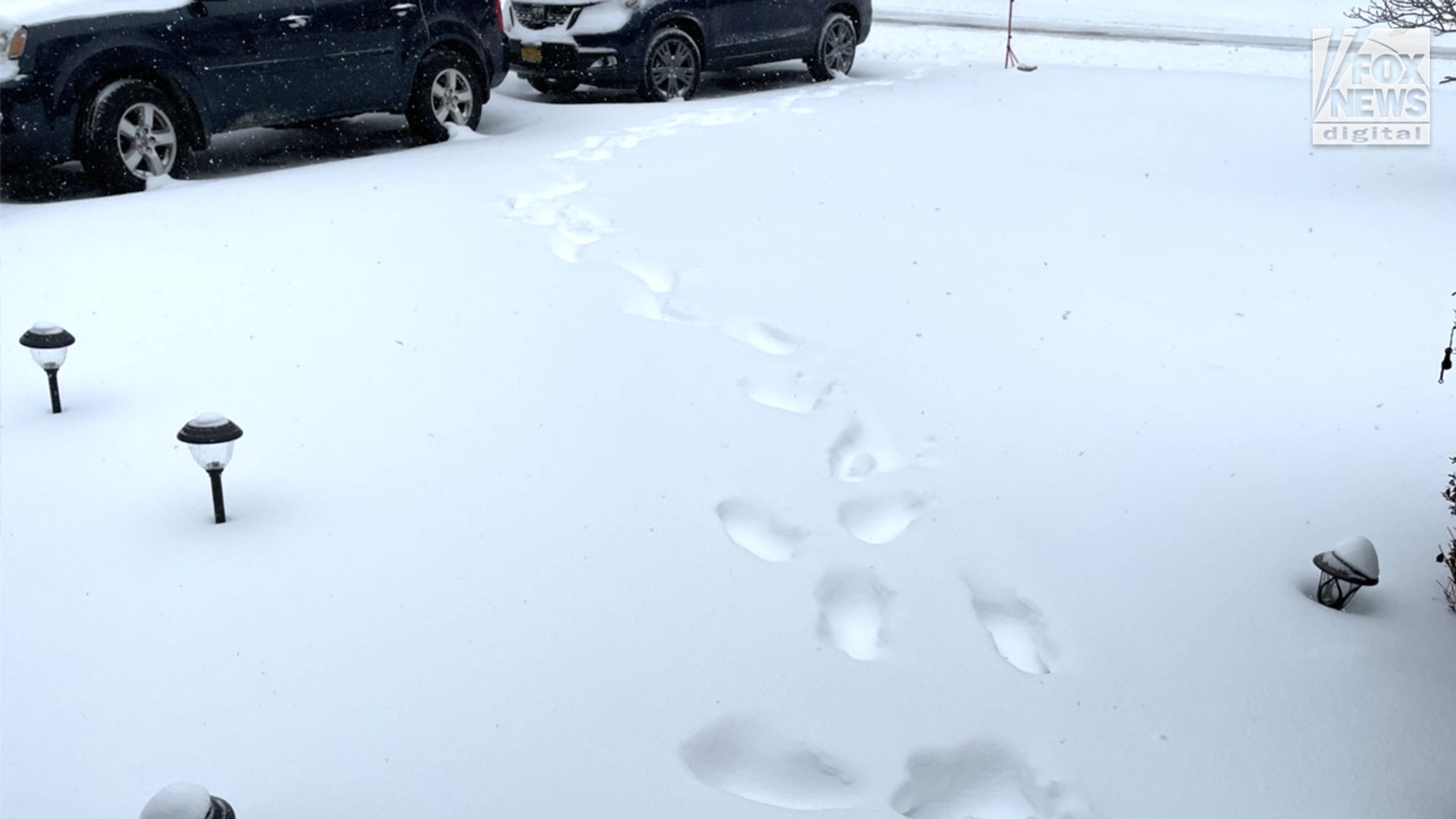 Taken Saturday 1.29.22 in Westchester County, NY