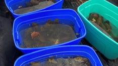 Hundreds of invasive fish pulled from Texas river due to aquarium dumping