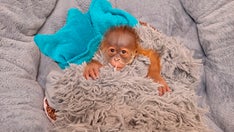 Bottle-fed baby orangutan at New Orleans zoo fascinates other apes