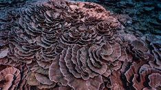 Rare coral reef in pristine condition found in deep waters near Tahiti