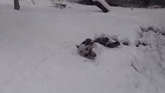 Giant panda cub enjoys first snow day of the season at Smithsonian Zoo