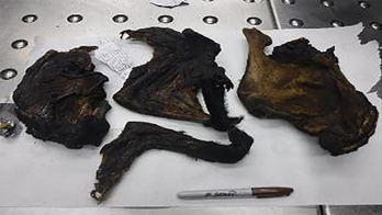 Minnesota border agents seize disease-prone bushmeat from African nation