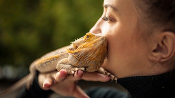 Salmonella outbreak tied to pet bearded dragons, CDC says