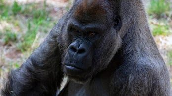 World's oldest male gorilla Ozzie dies at Atlanta zoo aged 61