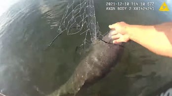 Miami police officer rescues dolphin trapped in fishing net: 'I got you, buddy'