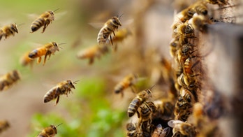 Kentucky man, 59, killed after being stung by a swarm of bees, coroner says