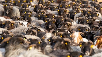 COVID-19: Goats and sheep encourage vaccination in Germany