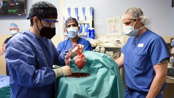 Man gets genetically altered pig's heart transplant in first-of-its-kind procedure