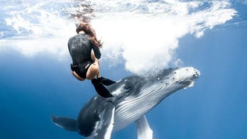 Giant whale calf nearly collides with free diver in Tahiti: Video