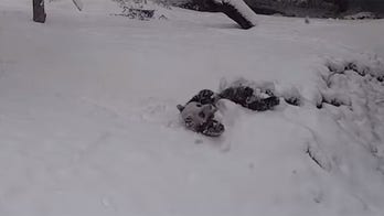 Giant panda cub enjoys first snow day of the season at Smithsonian Zoo