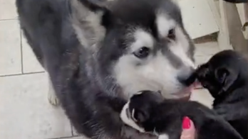 Virginia man arrested for stealing six newborn husky puppies and cash from pet grooming salon