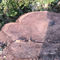 Ohio brother, sister charged after chopping down massive tree ‘possibly over 250 years old,’ officials say