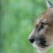 9-year-old girl survives rare cougar attack in Washington