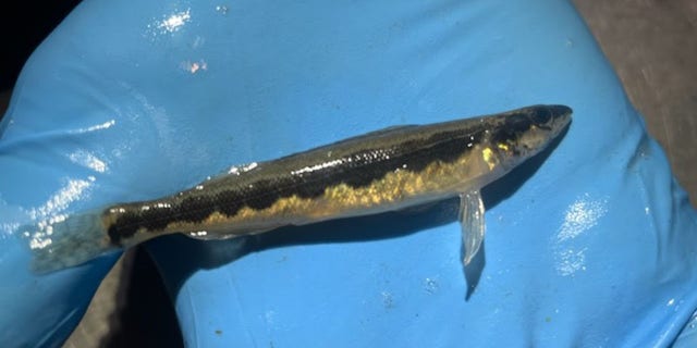The longhead darter was thought to be extirpated in the state of Ohio.