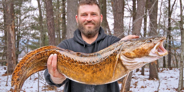 The New Hampshire Fish and Game department confirmed that Ryan Scott Ashley had set a new state cusk record.
