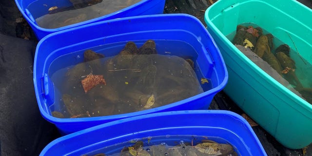 Texas Parks and Wildlife reported that 406 suckermouth armored catfish were removed from the San Marcos River in Texas.