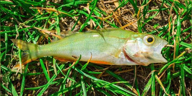Raining fish in Texarkana