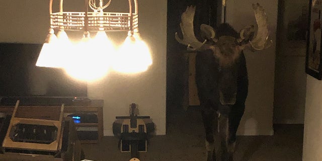 A moose fell through a window and became trapped in the basement of a house in Breckenridge, Colorado.