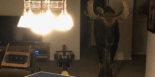 A moose fell through a window and became trapped in the basement of a house in Breckenridge, Colorado.