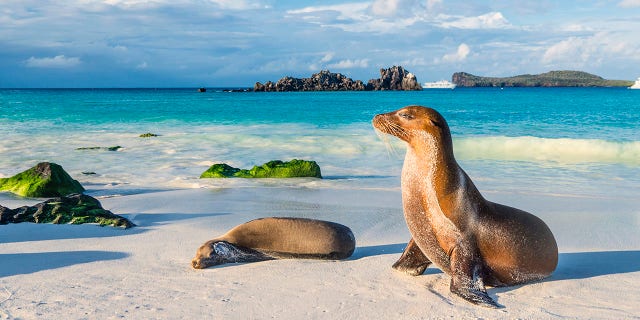 Galapagos sea lion