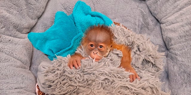 In this undated photo provided by Audubon Zoo in New Orleans, an endangered Sumatran orangutan infant, born on Dec. 24, 2021, rests in New Orleans. (Audubon Zoo via AP)