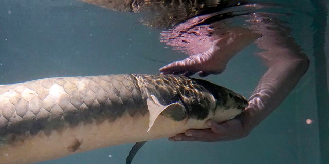 Methuselah's handlers say that they tell students to treat the fish like a puppy.