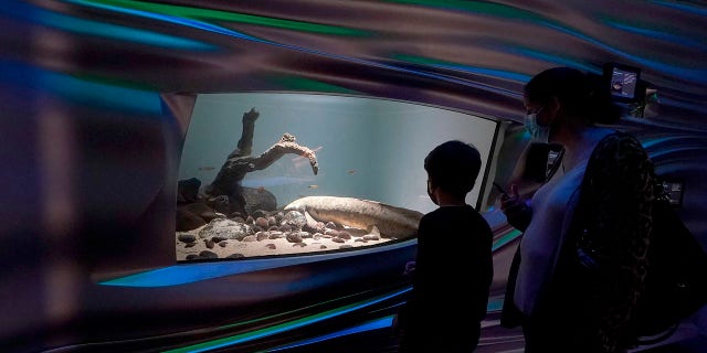 The Australian lungfish has both lungs and gills, leading researchers to believe that the species is a link between land and water animals.
