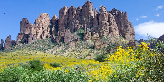 Spring wild flowers bloom in the Sonoran desert's Superstition Mountains on March 25, 2017, at the Lost Dutchman State Park in Arizona. 