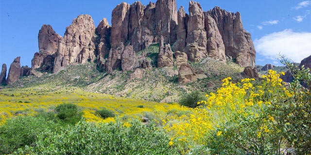 Spring wild flowers bloom in the Sonoran desert's Superstition Mountains on March 25, 2017, at the Lost Dutchman State Park in Arizona.