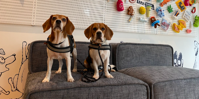 BarBox employees were welcomed back into their N.Y. office by a group of adorable beagles waiting to screen employees upon entry. 