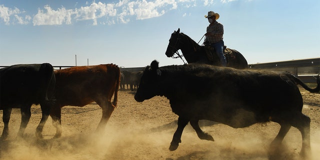 Dust flies up as Oscar Ortiz, a pen rider at Cure Feeders, works with cattle on Sept. 13, 2017 in Idalia, Colo.