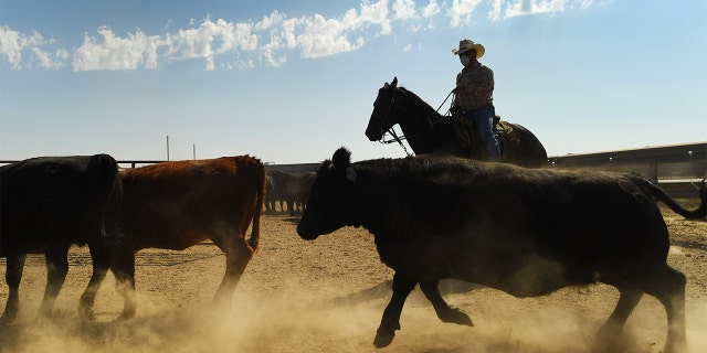 Dust flies up as Oscar Ortiz, a pen rider at Cure Feeders, works with cattle on Sept. 13, 2017 in Idalia, Colo.