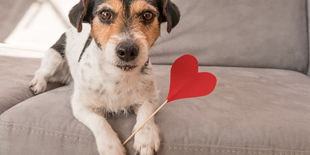 A terrier dog holds a heart for Valentine's Day. Some people enjoy doing something nice for their peers on the holiday.