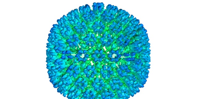 This representation  provided by U.S. Department of Health and Human Services shows an illustration of the outer coating of the Epstein-Barr virus, 1  of the world’s astir   communal  viruses. New probe   has shown stronger grounds  that the Epstein-Barr corruption  could acceptable   immoderate   radical   connected  the way  to aboriginal    processing  aggregate  sclerosis.  