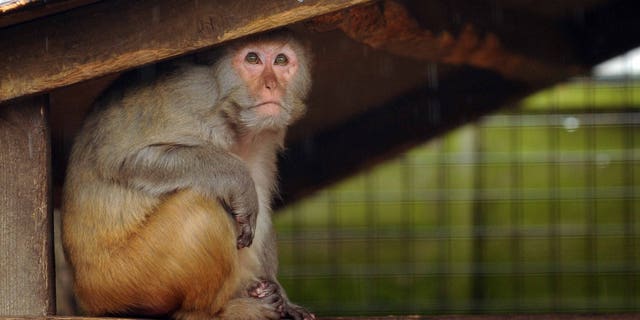 A Rhesus Monkey takes shelter.